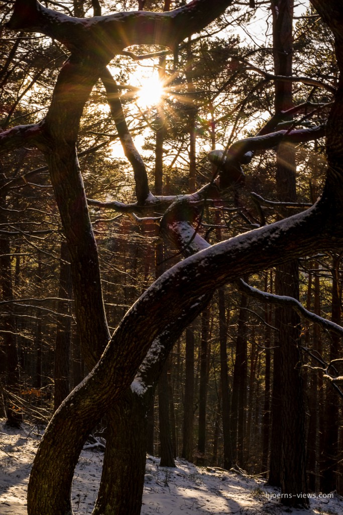 Toller Baum mit Sonnensternchen