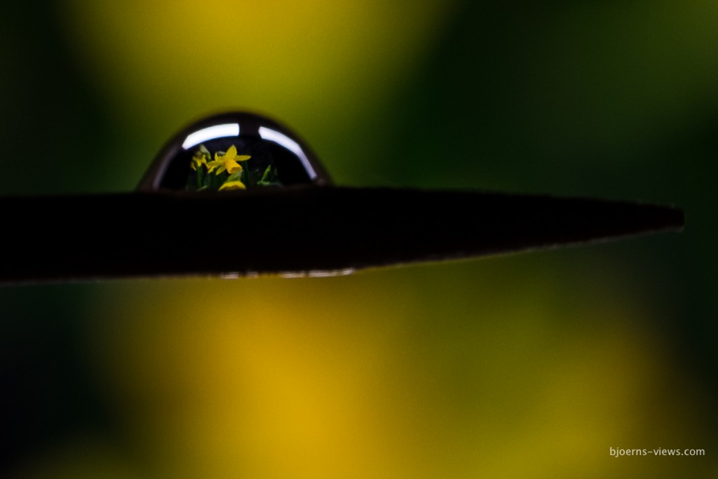 Spiegelbild im Tropfen