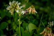 Bienchen beim Sammeln 5