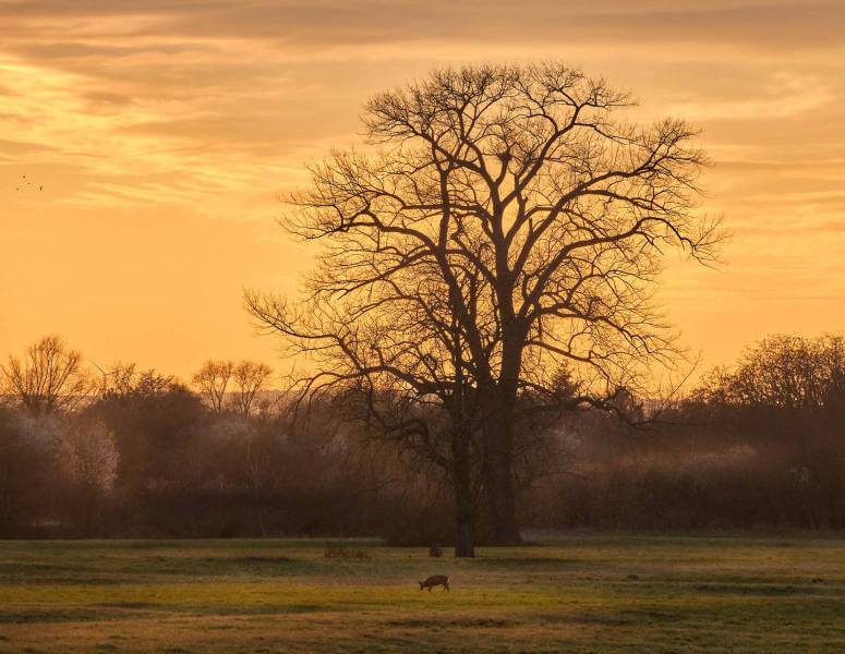 Reh im Sonnenuntergang