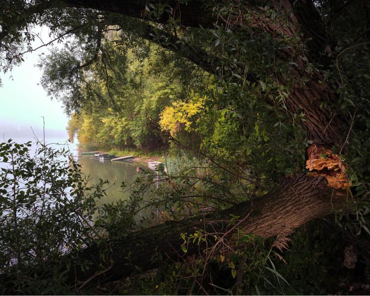 Fenster zum Altrhein III