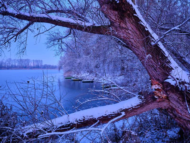 Fenster zum Altrhein II