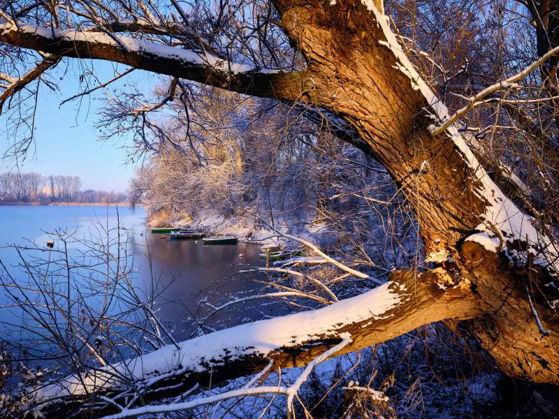 Fenster zum Altrhein I
