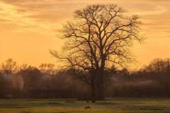 Reh im Sonnenuntergang