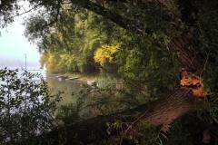 Fenster zum Altrhein III