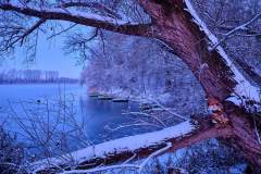 Fenster zum Altrhein II