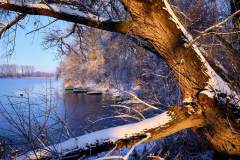 Fenster zum Altrhein I