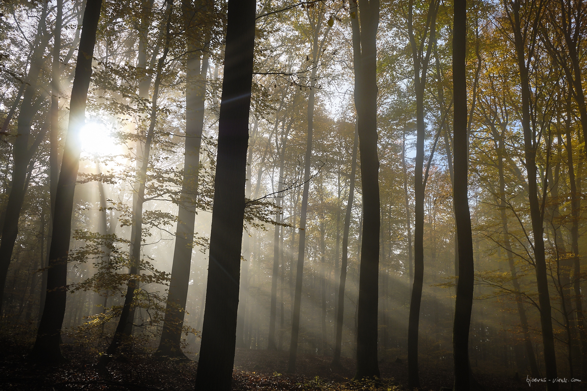 Pfalz, Pfälzerwald, Sonnenaufgang, Sunrise, Herbst, Autumn, Nebel, Fog